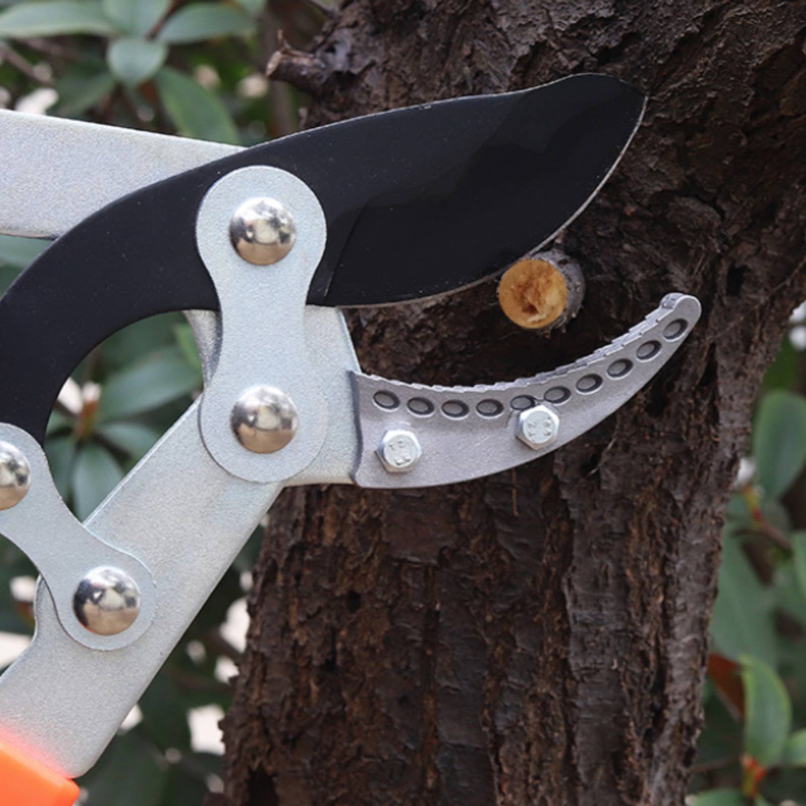 Telescopic Branch Pruners Shar - Garden Tools ulasan dan harga